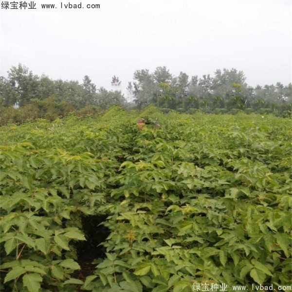 糖槭<a href='http://www.wuzhouwash.com/' target='_blank'>種子</a>