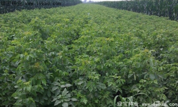 糖槭<a href='http://www.wuzhouwash.com/' target='_blank'>種子</a>