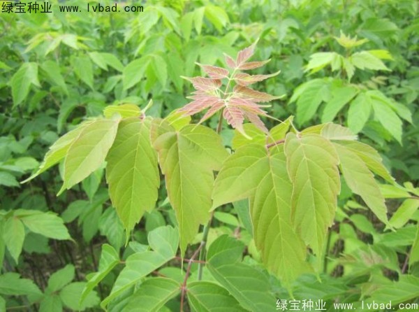 <a href='http://www.wuzhouwash.com/linmuzhongzi/1707.html' target='_blank'>糖槭種子</a>