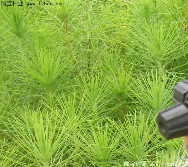 <a href='http://www.wuzhouwash.com/linmuzhongzi/1708.html' target='_blank'>馬尾松種子</a>
