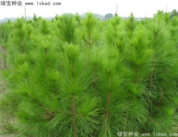 <a href='http://www.wuzhouwash.com/linmuzhongzi/1708.html' target='_blank'>馬尾松種子</a>