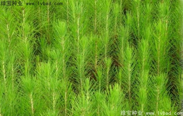 <a href='http://www.wuzhouwash.com/linmuzhongzi/1708.html' target='_blank'>馬尾松種子</a>