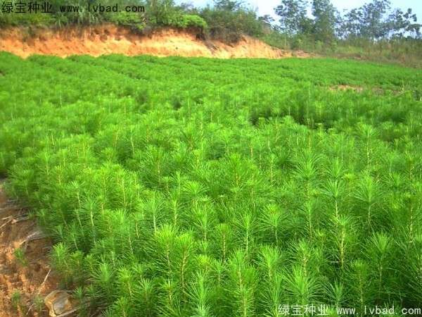 馬尾松<a href='http://www.wuzhouwash.com/' target='_blank'>種子</a>