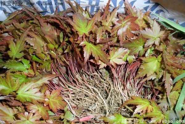 <a href='http://www.wuzhouwash.com/linmuzhongzi/1711.html' target='_blank'>雞爪槭</a><a href='http://www.wuzhouwash.com/' target='_blank'>種子</a>