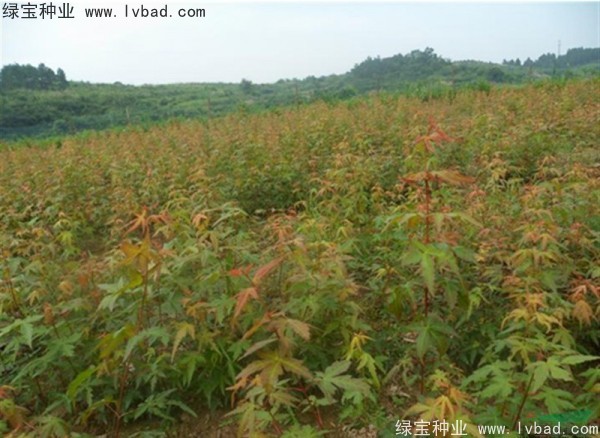 <a href='http://www.wuzhouwash.com/linmuzhongzi/1711.html' target='_blank'>雞爪槭種子</a>