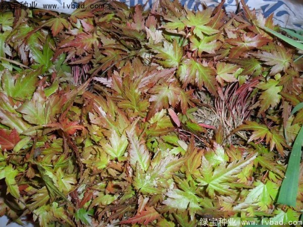 <a href='http://www.wuzhouwash.com/linmuzhongzi/1711.html' target='_blank'>雞爪槭種子</a>