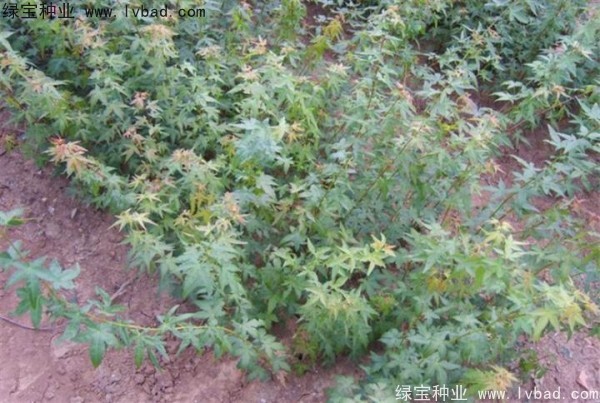 <a href='http://www.wuzhouwash.com/linmuzhongzi/1711.html' target='_blank'>雞爪槭種子</a>