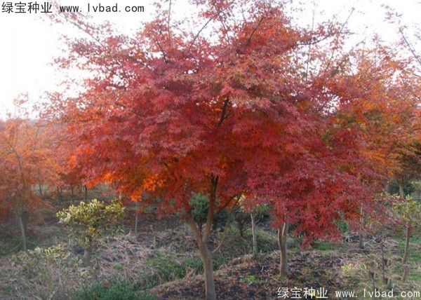 雞爪槭<a href='http://www.wuzhouwash.com/' target='_blank'>種子</a>