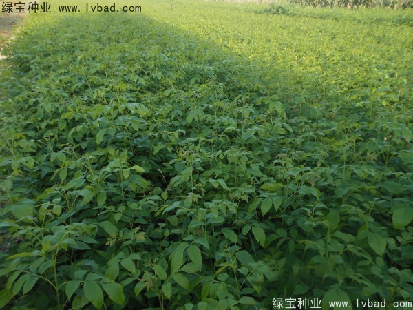 <a href='http://www.wuzhouwash.com/linmuzhongzi/1712.html' target='_blank'>白蠟種子</a>