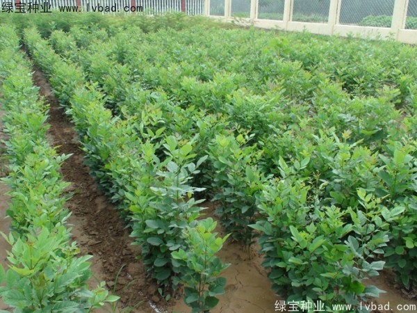<a href='http://www.wuzhouwash.com/linmuzhongzi/1712.html' target='_blank'>白蠟種子</a>