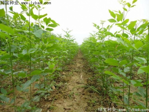 白蠟<a href='http://www.wuzhouwash.com/' target='_blank'>種子</a>