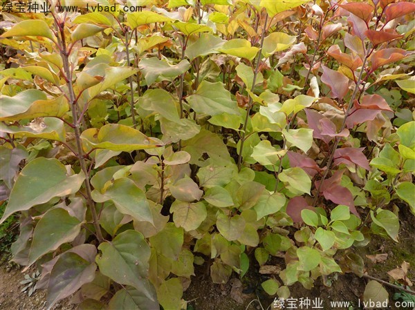<a href='http://www.wuzhouwash.com/linmuzhongzi/1713.html' target='_blank'>丁香</a><a href='http://www.wuzhouwash.com/' target='_blank'>種子</a>