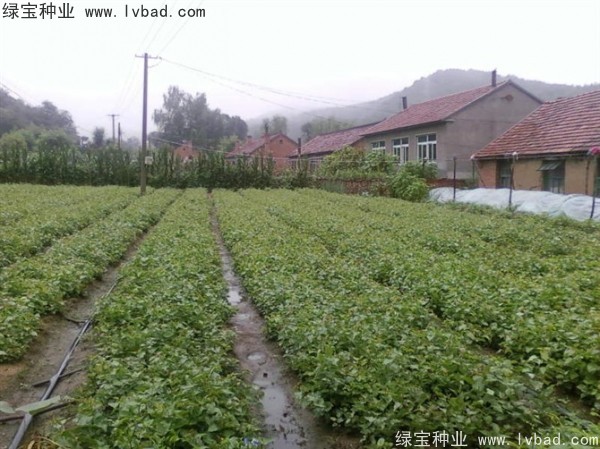 <a href='http://www.wuzhouwash.com/linmuzhongzi/1713.html' target='_blank'>丁香種子</a>