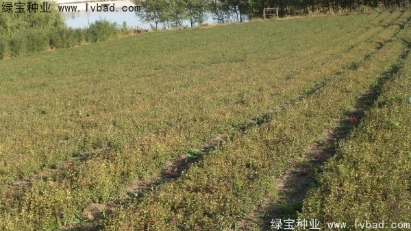 <a href='http://www.wuzhouwash.com/linmuzhongzi/1713.html' target='_blank'>丁香種子</a>
