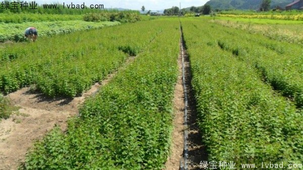 <a href='http://www.wuzhouwash.com/linmuzhongzi/1713.html' target='_blank'>丁香種子</a>