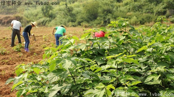<a href='http://www.wuzhouwash.com/linmuzhongzi/1714.html' target='_blank'>構(gòu)樹種子</a>
