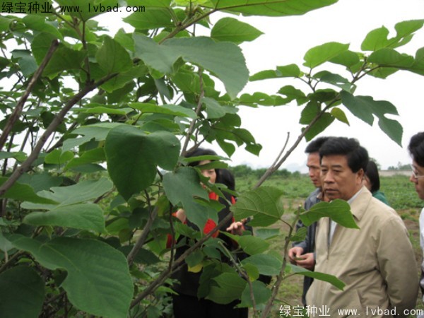 <a href='http://www.wuzhouwash.com/linmuzhongzi/1714.html' target='_blank'>構(gòu)樹</a><a href='http://www.wuzhouwash.com/' target='_blank'>種子</a>