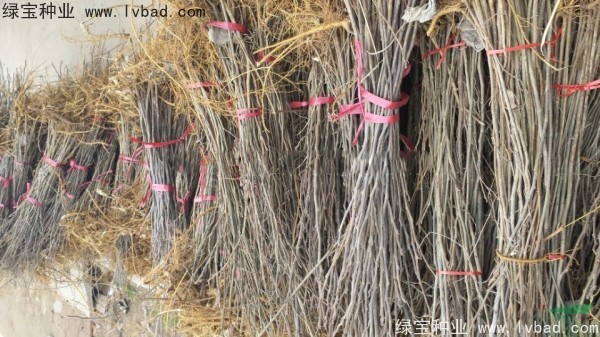<a href='http://www.wuzhouwash.com/linmuzhongzi/1714.html' target='_blank'>構(gòu)樹種子</a>