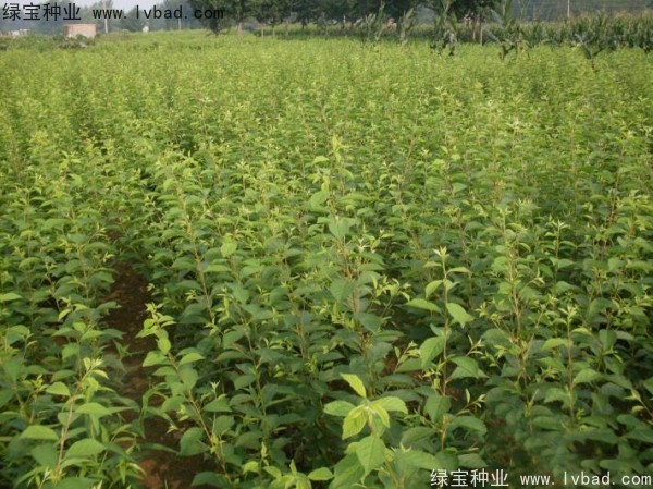 <a href='http://www.wuzhouwash.com/linmuzhongzi/1715.html' target='_blank'>榆葉梅種子</a>