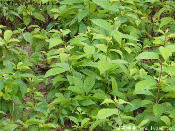 <a href='http://www.wuzhouwash.com/linmuzhongzi/1715.html' target='_blank'>榆葉梅種子</a>