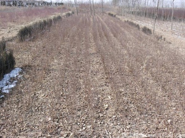 榆葉梅<a href='http://www.wuzhouwash.com/' target='_blank'>種子</a>