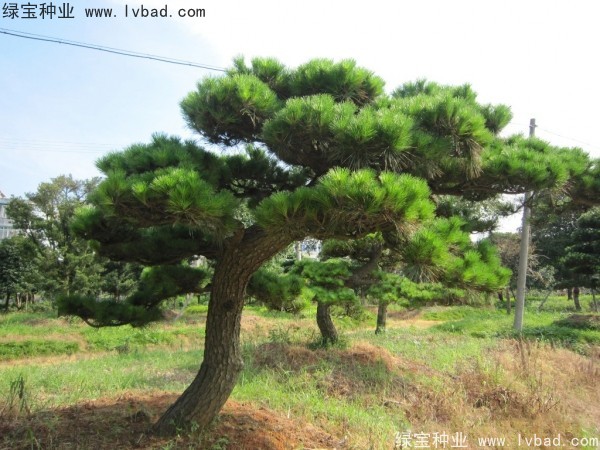<a href='http://www.wuzhouwash.com/linmuzhongzi/1716.html' target='_blank'>黑松種子</a>
