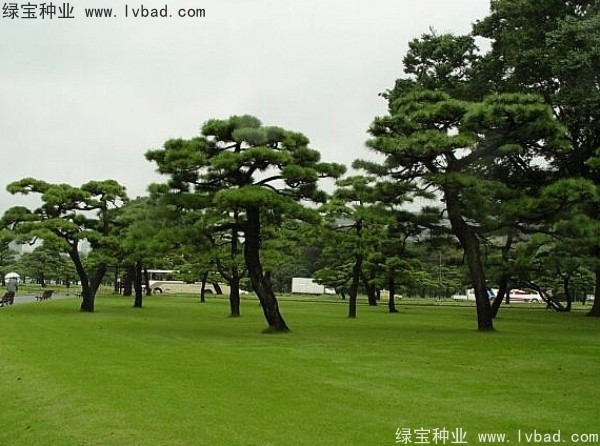 <a href='http://www.wuzhouwash.com/linmuzhongzi/1716.html' target='_blank'>黑松種子</a>