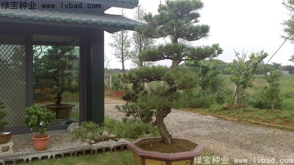 <a href='http://www.wuzhouwash.com/linmuzhongzi/1716.html' target='_blank'>黑松</a><a href='http://www.wuzhouwash.com/' target='_blank'>種子</a>
