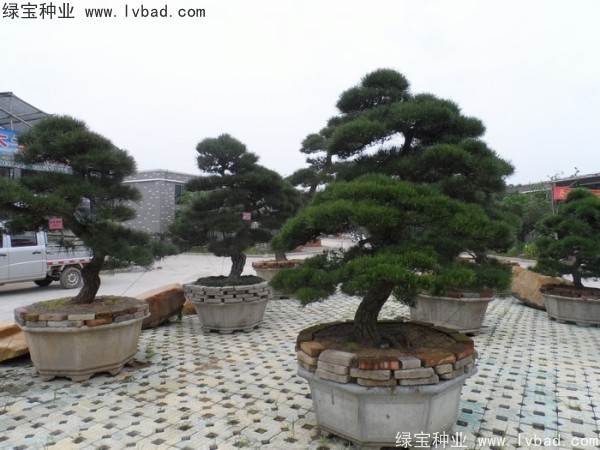 <a href='http://www.wuzhouwash.com/linmuzhongzi/1716.html' target='_blank'>黑松種子</a>