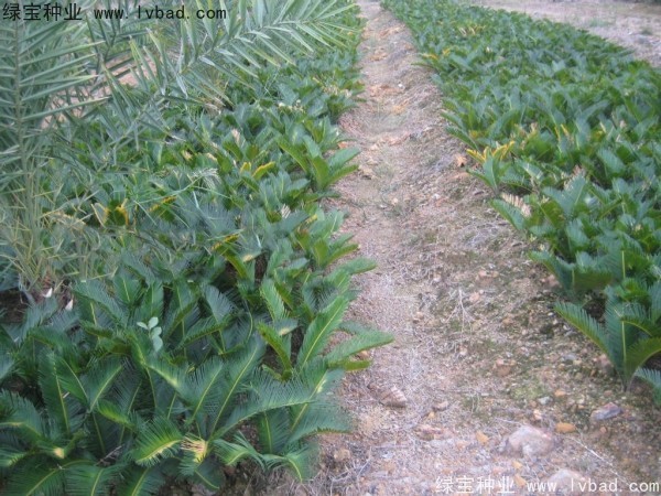 <a href='http://www.wuzhouwash.com/linmuzhongzi/1717.html' target='_blank'>鐵樹種子</a>