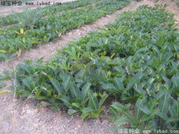 <a href='http://www.wuzhouwash.com/linmuzhongzi/1717.html' target='_blank'>鐵樹種子</a>