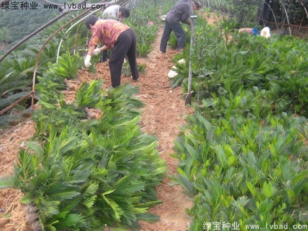 鐵樹種子