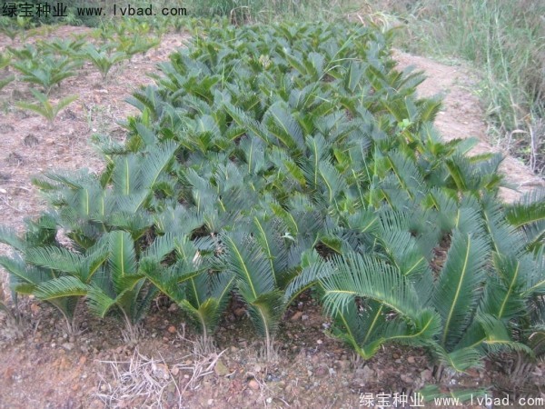 <a href='http://www.wuzhouwash.com/linmuzhongzi/1717.html' target='_blank'>鐵樹</a><a href='http://www.wuzhouwash.com/' target='_blank'>種子</a>