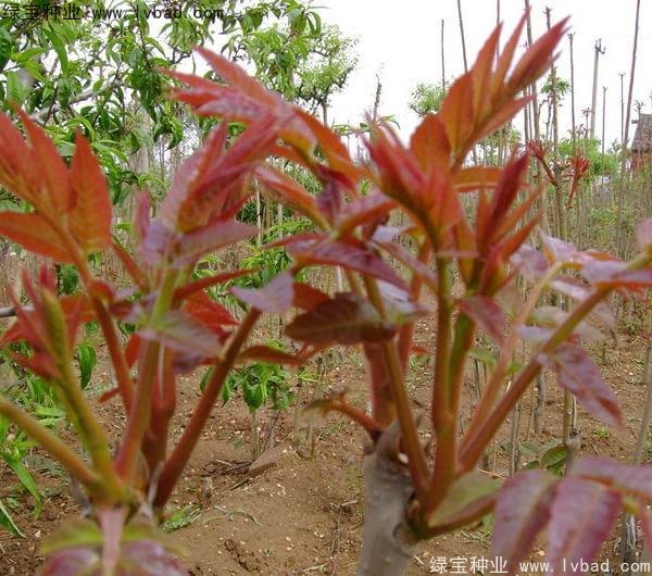 香椿<a href='http://www.wuzhouwash.com/' target='_blank'>種子</a>
