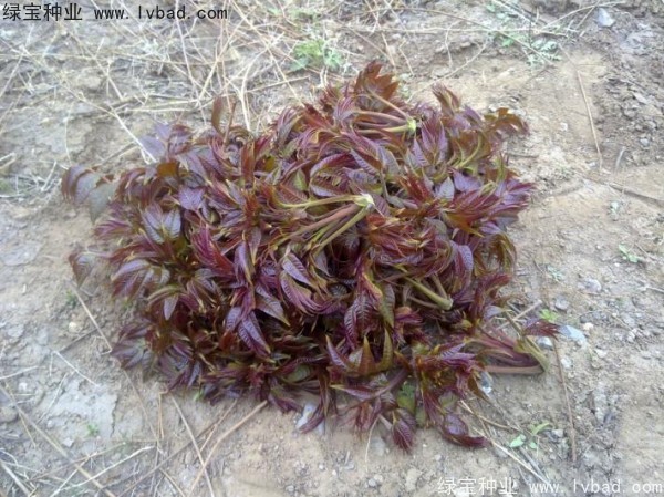 <a href='http://www.wuzhouwash.com/linmuzhongzi/1719.html' target='_blank'>香椿種子</a>