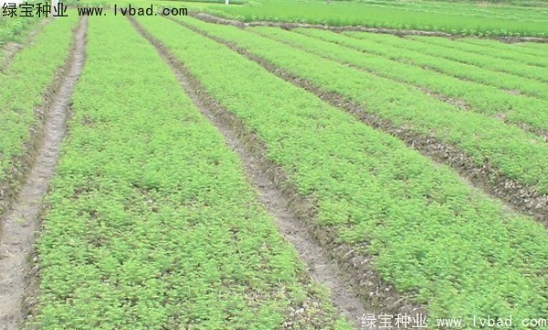 <a href='http://www.wuzhouwash.com/linmuzhongzi/1720.html' target='_blank'>水杉</a><a href='http://www.wuzhouwash.com/' target='_blank'>種子</a>