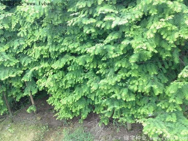 <a href='http://www.wuzhouwash.com/linmuzhongzi/1720.html' target='_blank'>水杉種子</a>