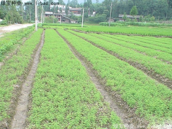 水杉<a href='http://www.wuzhouwash.com/' target='_blank'>種子</a>