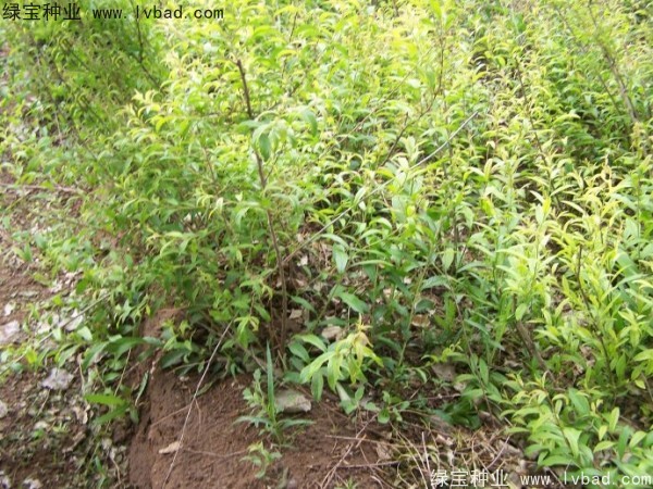 <a href='http://www.wuzhouwash.com/linmuzhongzi/1721.html' target='_blank'>文冠果種子</a>