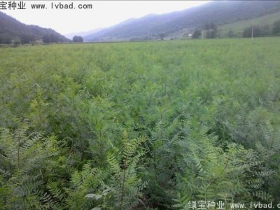 文冠果種子
