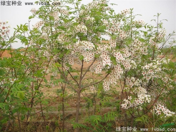 文冠果<a href='http://www.wuzhouwash.com/' target='_blank'>種子</a>