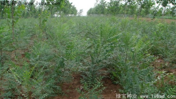 <a href='http://www.wuzhouwash.com/linmuzhongzi/1721.html' target='_blank'>文冠果種子</a>
