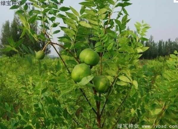 <a href='http://www.wuzhouwash.com/linmuzhongzi/1721.html' target='_blank'>文冠果</a><a href='http://www.wuzhouwash.com/' target='_blank'>種子</a>