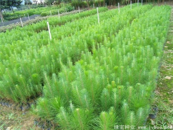 <a href='http://www.wuzhouwash.com/linmuzhongzi/1722.html' target='_blank'>濕地松</a><a href='http://www.wuzhouwash.com/' target='_blank'>種子</a>