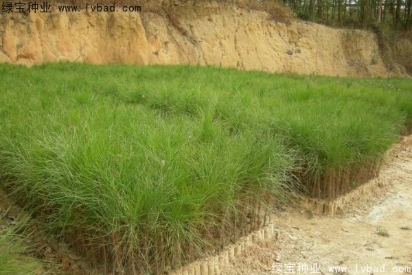 <a href='http://www.wuzhouwash.com/linmuzhongzi/1722.html' target='_blank'>濕地松種子</a>