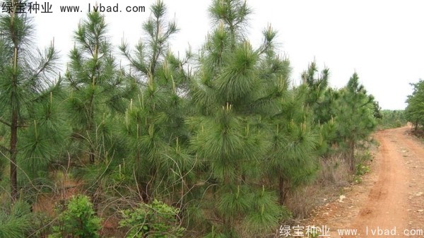 濕地松<a href='http://www.wuzhouwash.com/' target='_blank'>種子</a>