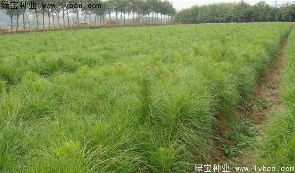 <a href='http://www.wuzhouwash.com/linmuzhongzi/1722.html' target='_blank'>濕地松種子</a>