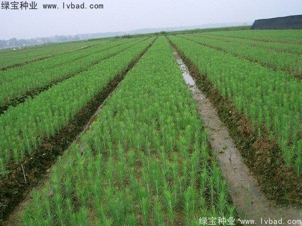 <a href='http://www.wuzhouwash.com/linmuzhongzi/1722.html' target='_blank'>濕地松種子</a>