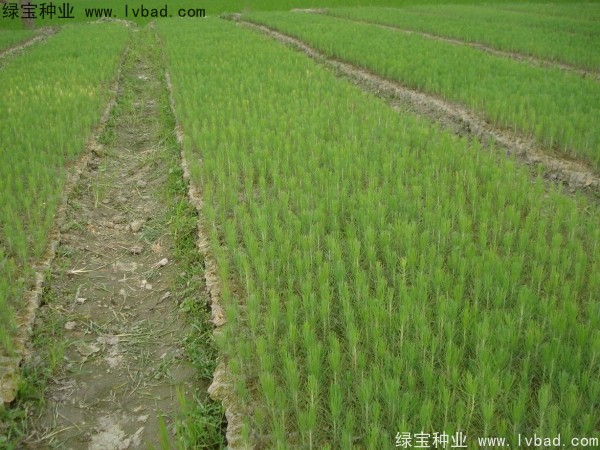 濕地松<a href='http://www.wuzhouwash.com/' target='_blank'>種子</a>