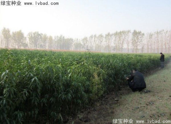 <a href='http://www.wuzhouwash.com/linmuzhongzi/1723.html' target='_blank'>桃樹(shù)種子</a>